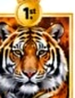 Realistic close-up portrait of roaring Bengal tiger